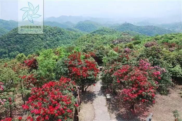 杜鹃花的种植方法