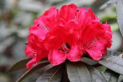 杜鹃花的种植方法