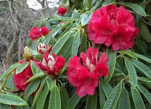 杜鹃花的种植方法