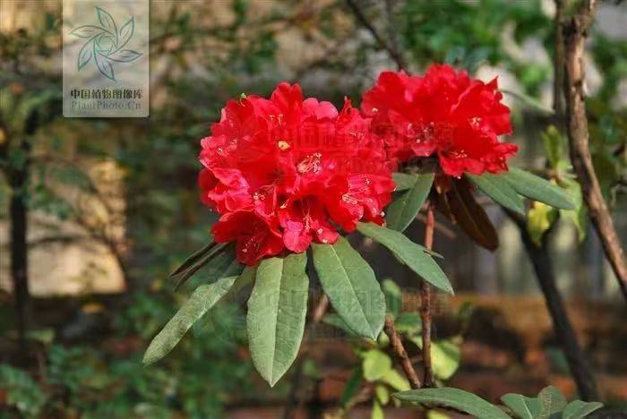 杜鹃花的种植方法