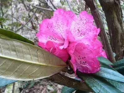 杜鹃花的种植方法