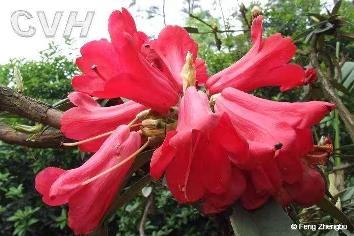 杜鹃花的种植方法