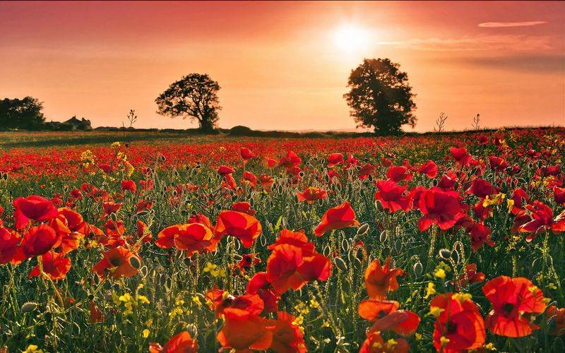 罂粟种植方法及时间