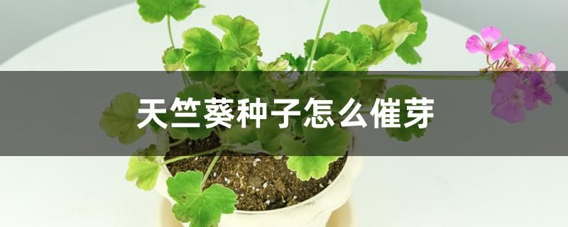 自己天竺葵种子种植方法