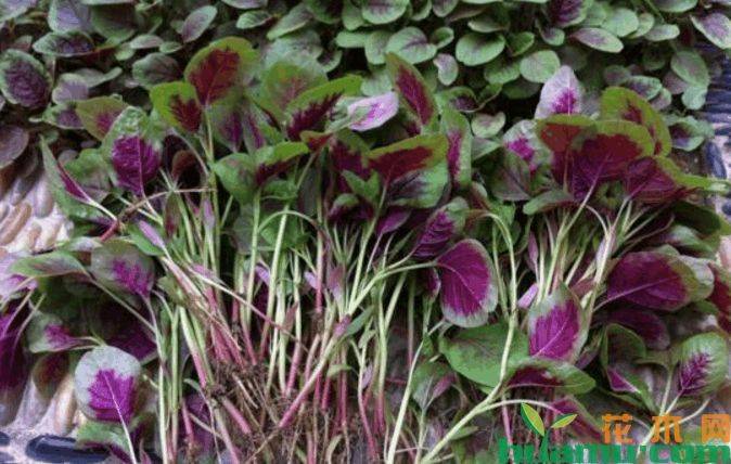 罂粟种植方法及时间