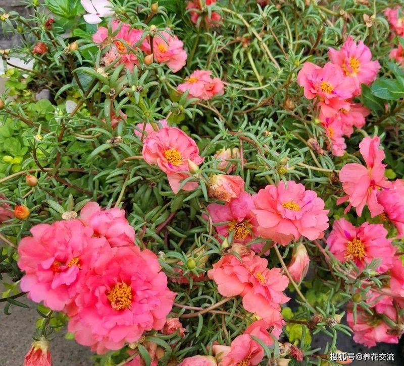 4种只适合粗养的开花植物，阳光一定要给够，别勤快浇水