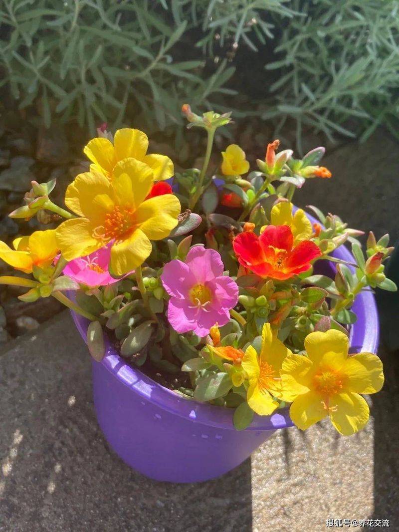 波斯菊种植方法图解