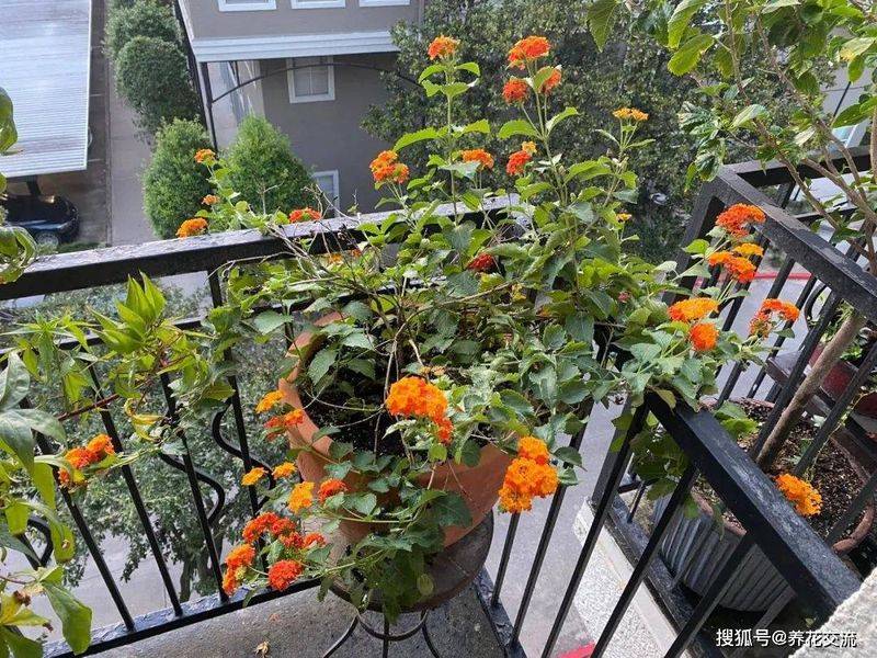 波斯菊种植方法图解