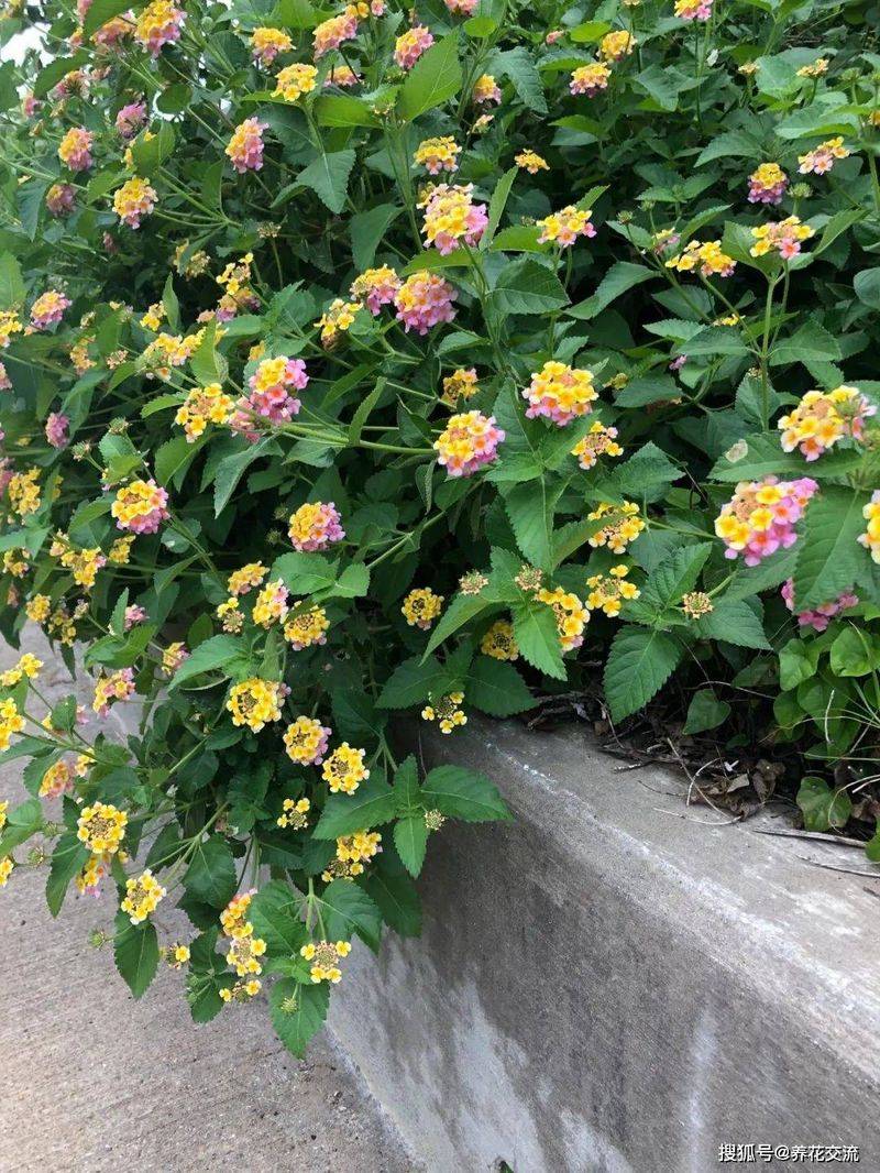 波斯菊种植方法图解