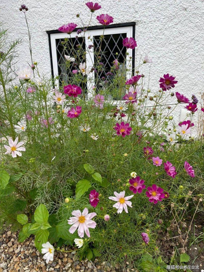波斯菊种植方法图解