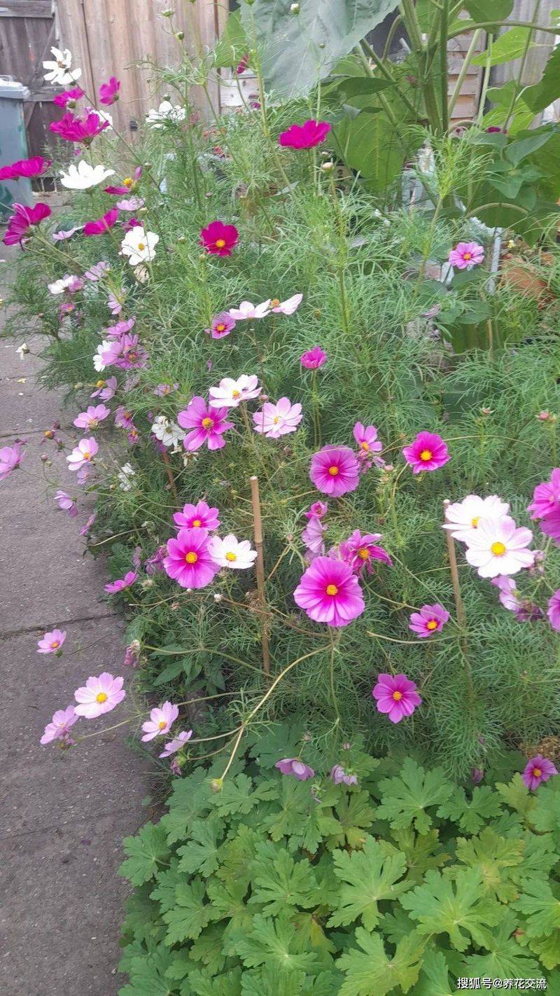 波斯菊种植方法图解