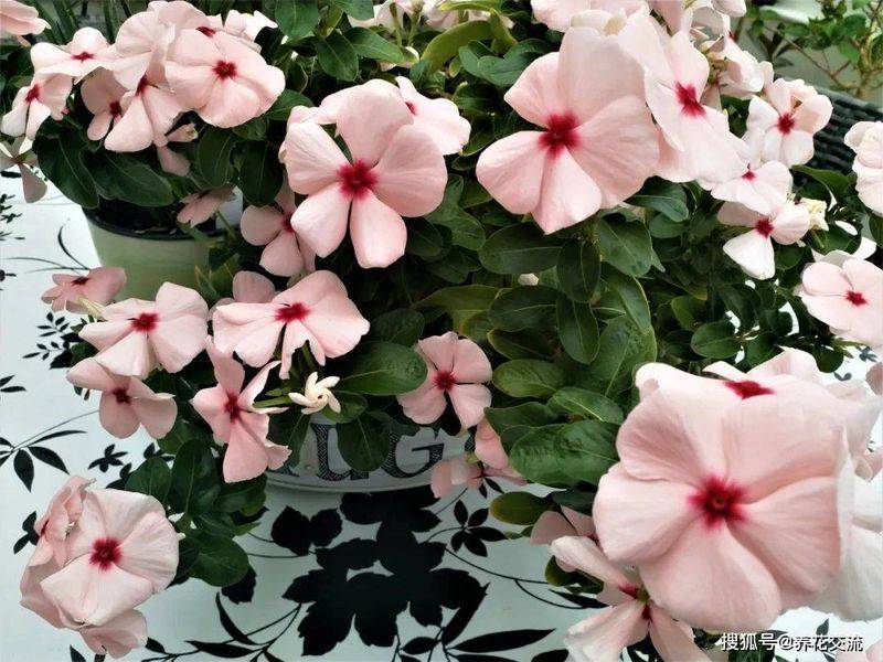 波斯菊种植方法图解