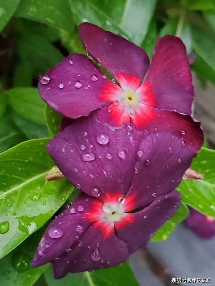 波斯菊种植方法图解