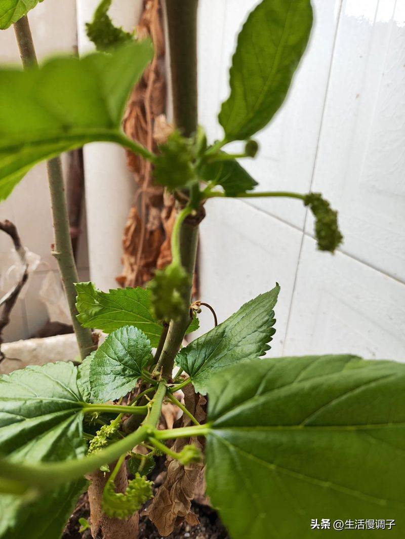 阳台上两棵桑树的种植故事