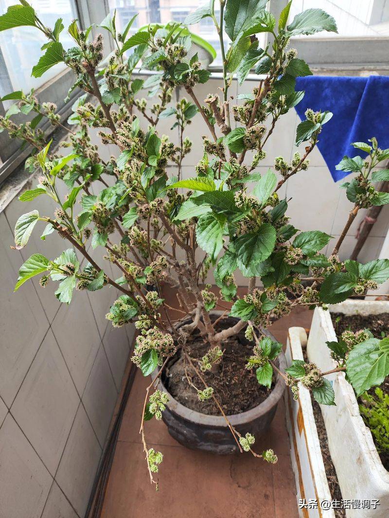 桑树种植技术要点