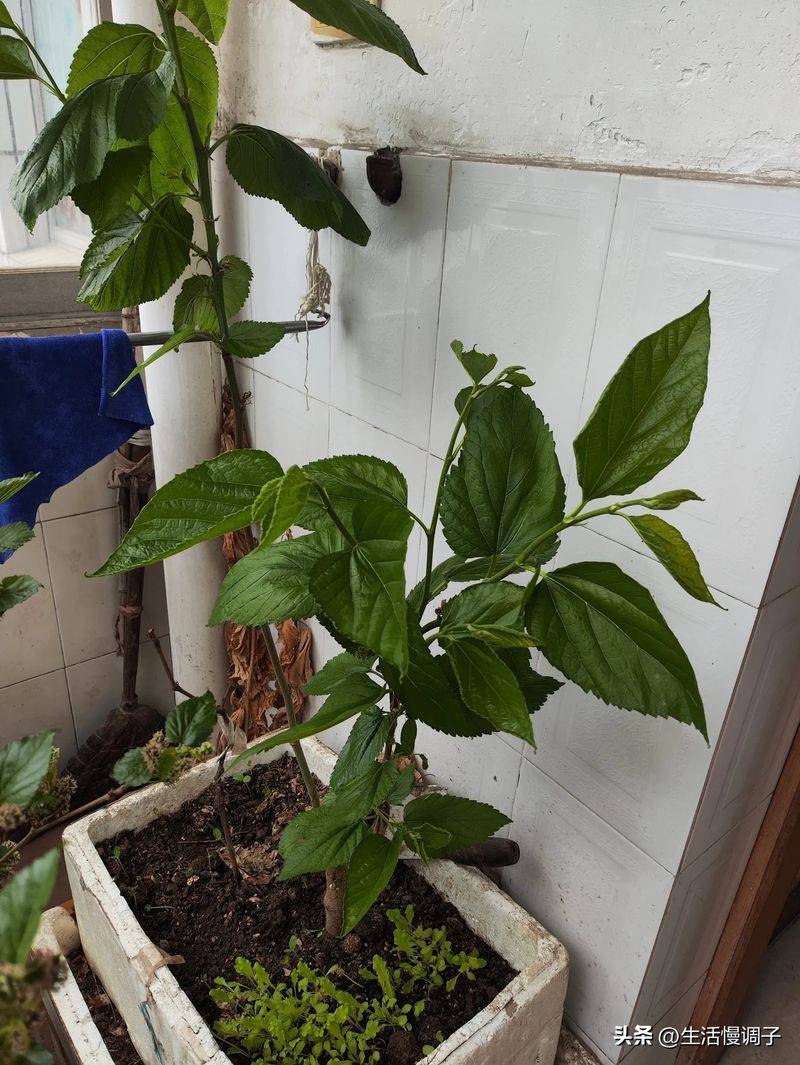 桑树种植技术要点