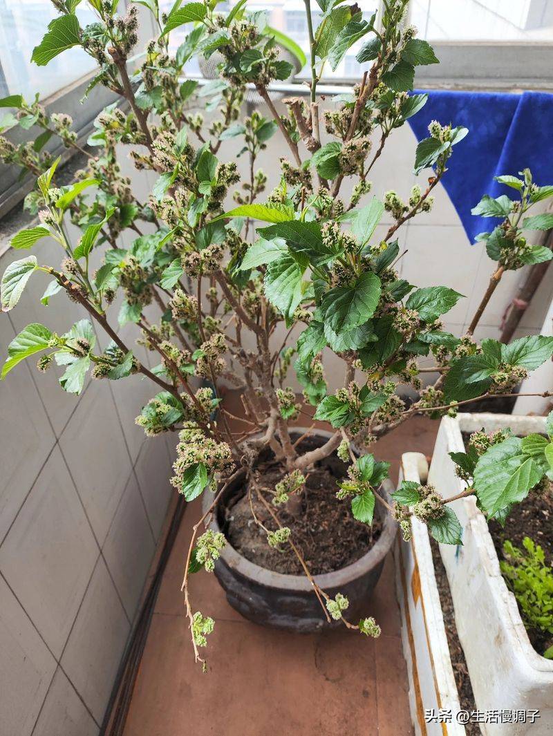 桑树种植技术要点