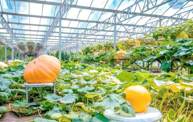 寿光菜博会上，看见中国农业未来模样