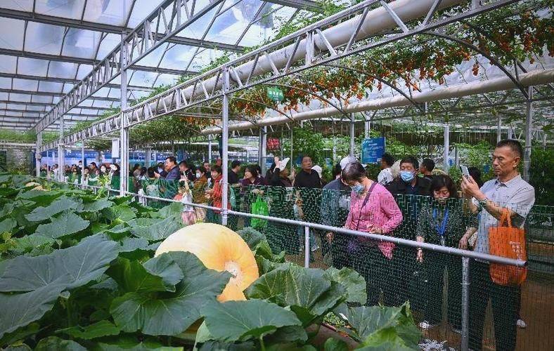 蔬菜 瓜果种植技术