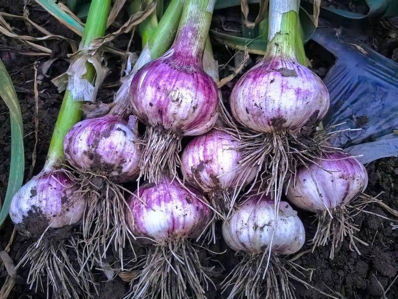 春季大蒜种植时间和方法