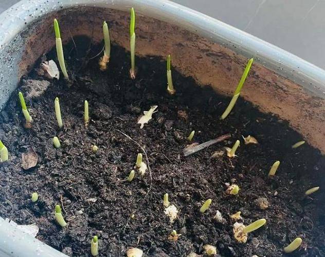 春大蒜种植技术视频