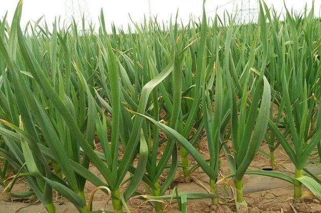 春大蒜种植技术视频