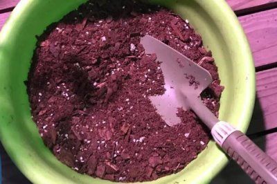 辣椒种植技术
