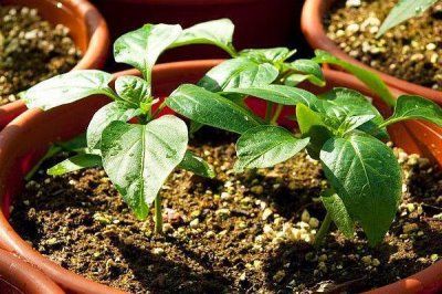 辣椒种植技术