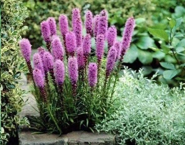 波斯菊种植方法图解