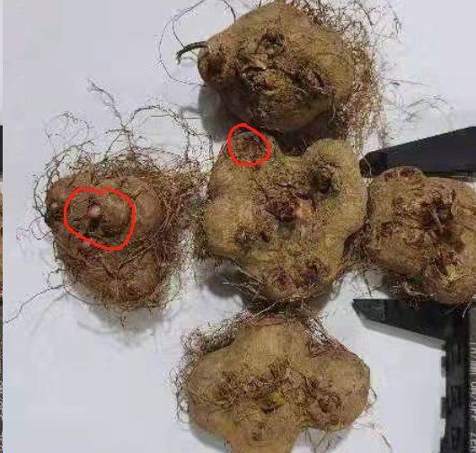 波斯菊种植方法图解
