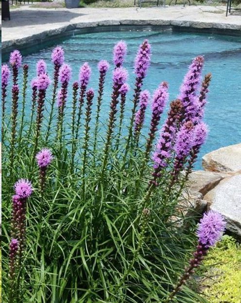 波斯菊种植方法图解