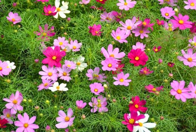 波斯菊种植方法图解