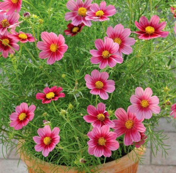 波斯菊种植方法图解