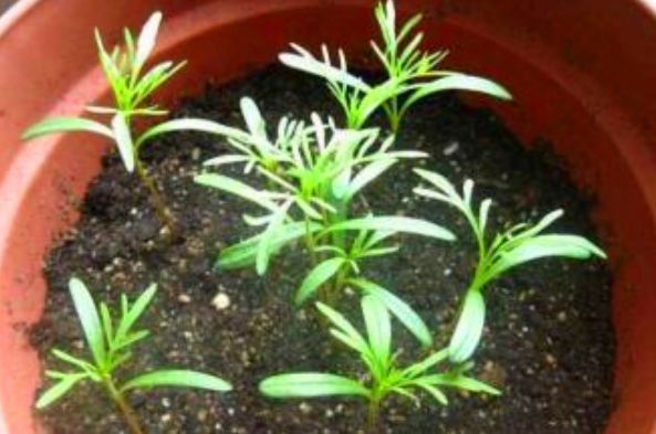 波斯菊种植方法图解