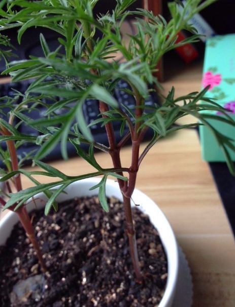 波斯菊种植方法图解