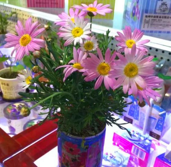 波斯菊种植方法图解