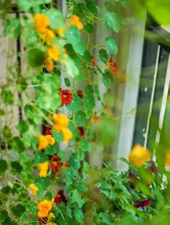 旱金莲种子种植方法