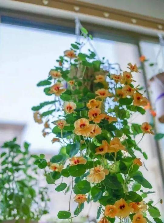 旱金莲种子种植方法