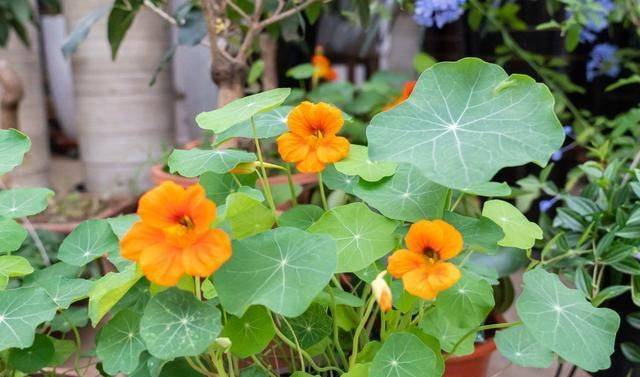 旱金莲种子种植方法