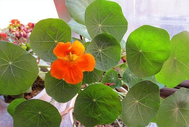 旱金莲种子种植方法