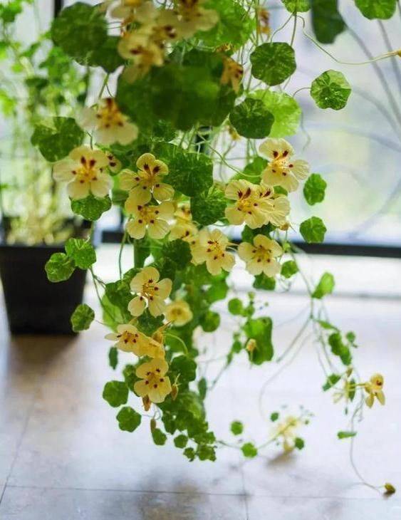 旱金莲种子种植方法