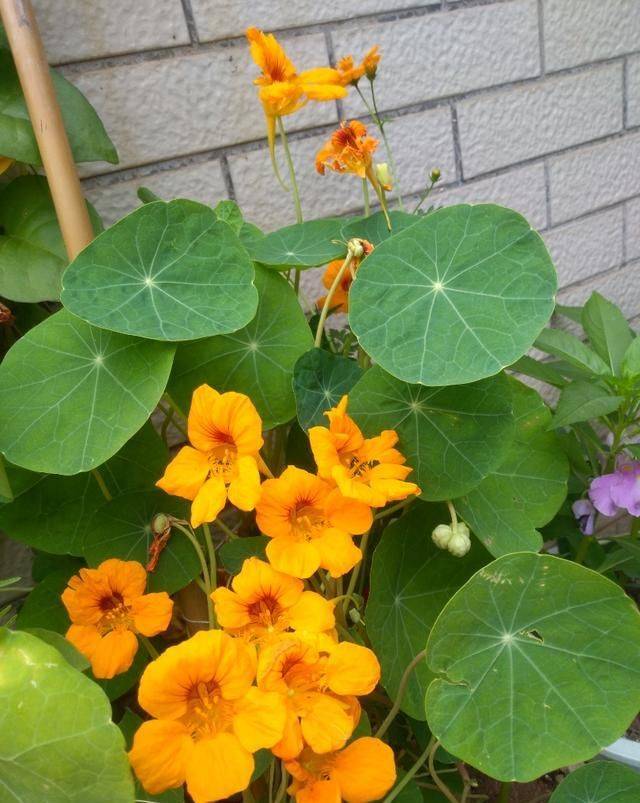 旱金莲种子种植方法