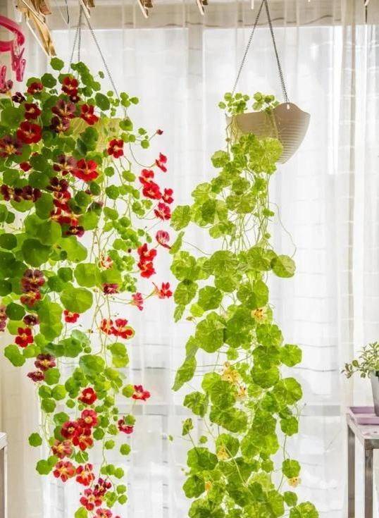 旱金莲种子种植方法