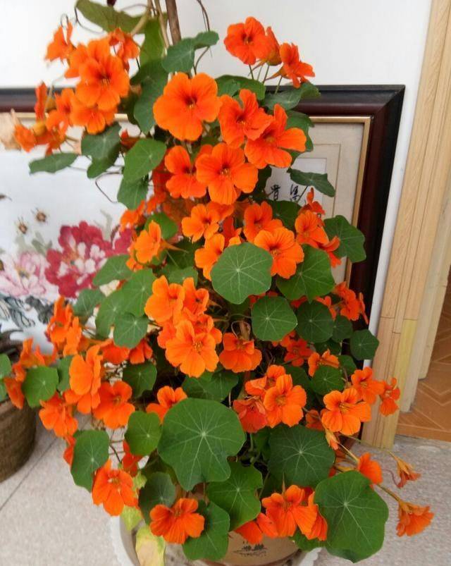 旱金莲种子种植方法