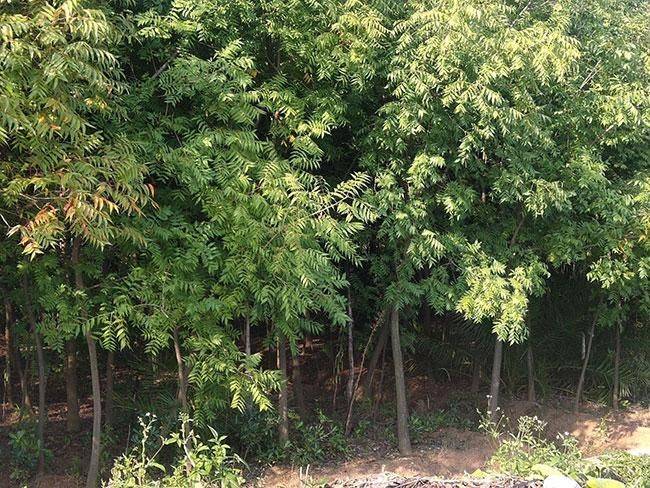 适合襄阳种植的果树新品种