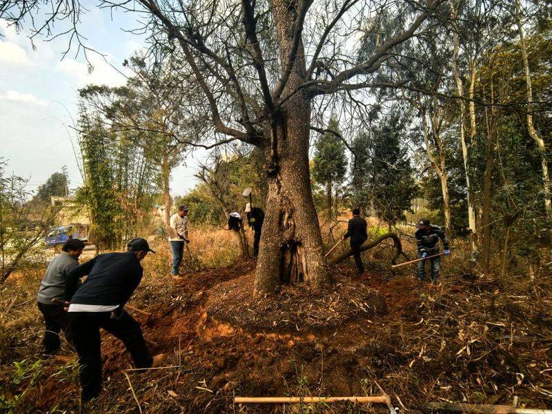 适合襄阳种植的果树新品种