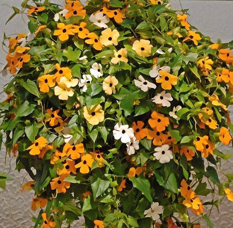 旱金莲种子种植方法