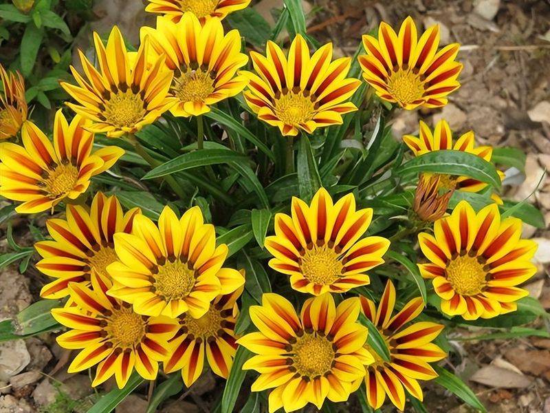 旱金莲种子种植方法