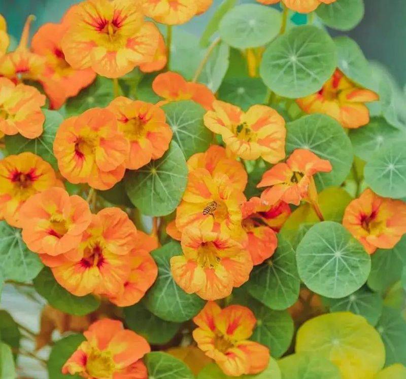 旱金莲种子种植方法