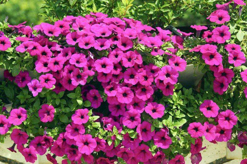 旱金莲种子种植方法